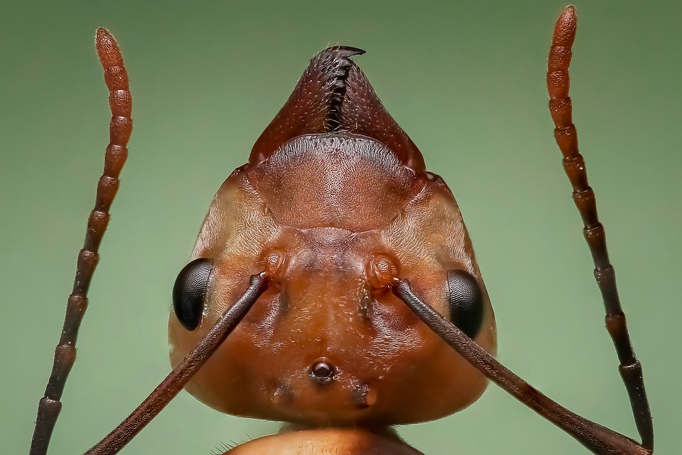 La reine des fourmis