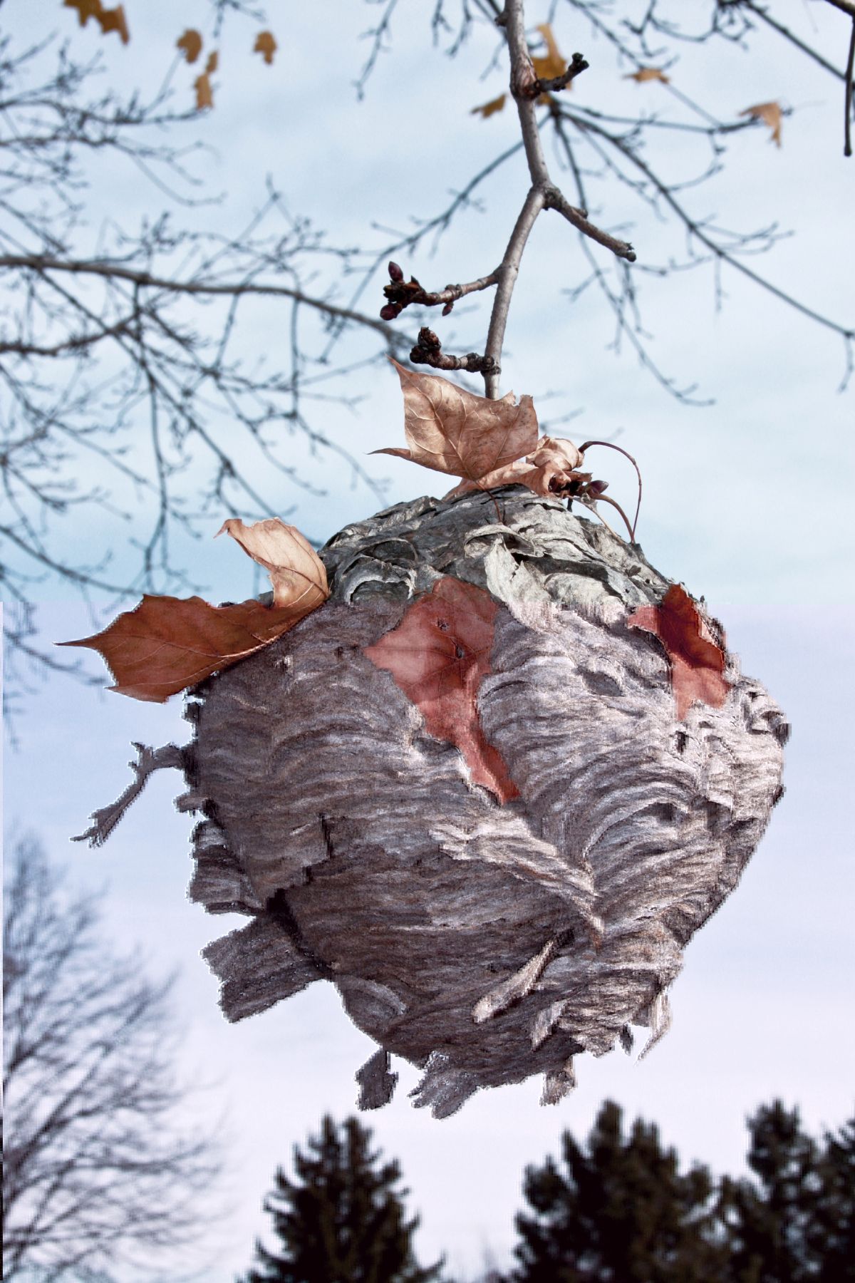 Un nid de guêpes dans un arbre