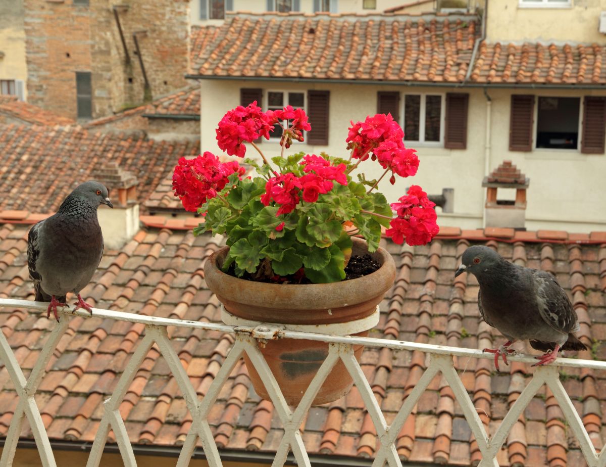 Pigeons sur le balcon